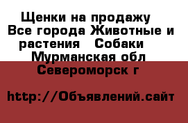 Щенки на продажу - Все города Животные и растения » Собаки   . Мурманская обл.,Североморск г.